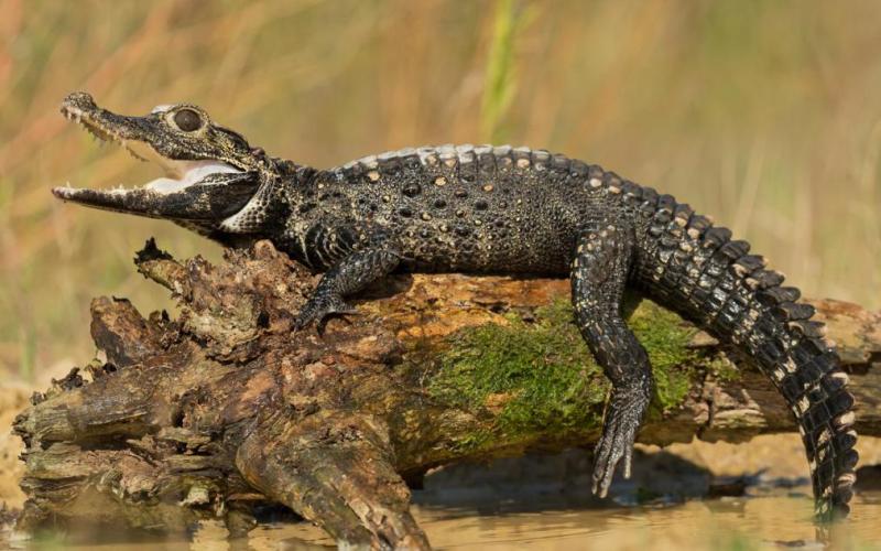 Африканский или тупорылый карликовый крокодил
