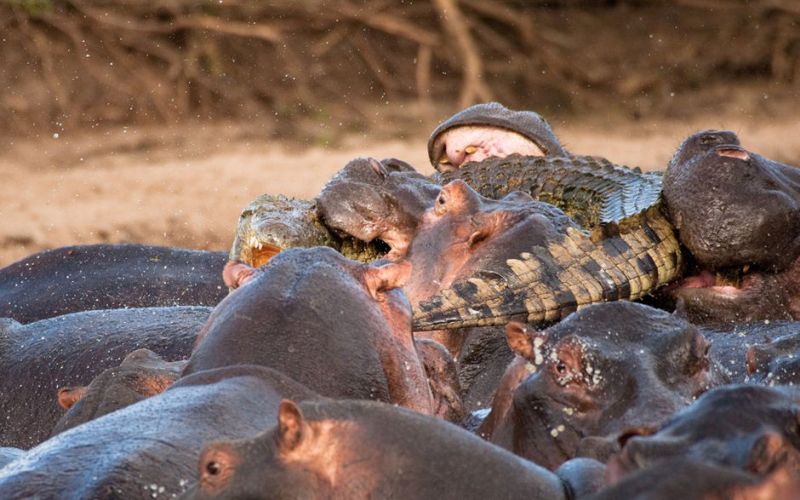 Бегемот ест крокодила 