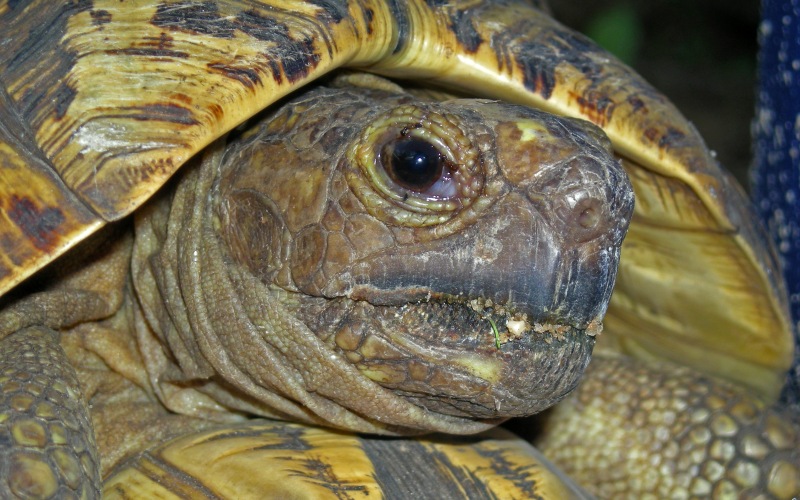Голова черепахи 