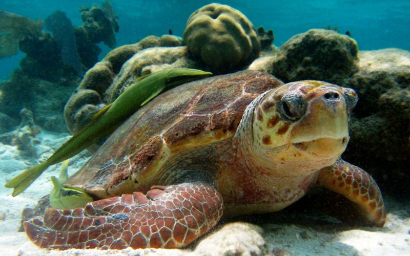 Большая морская черепаха 