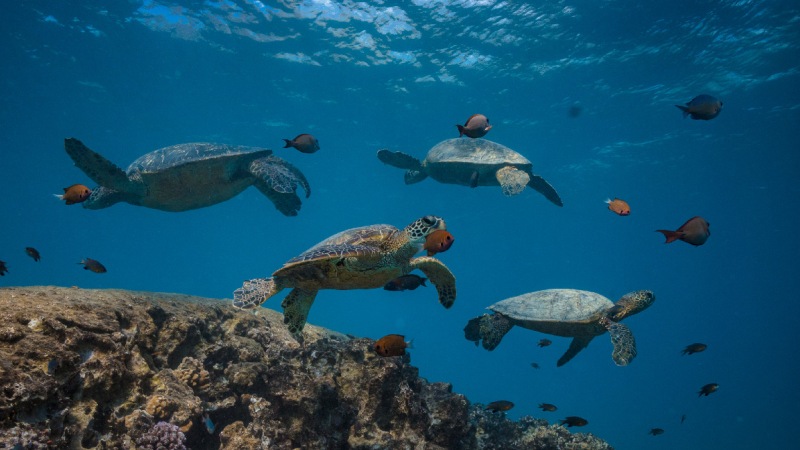 Стая морских черепах 