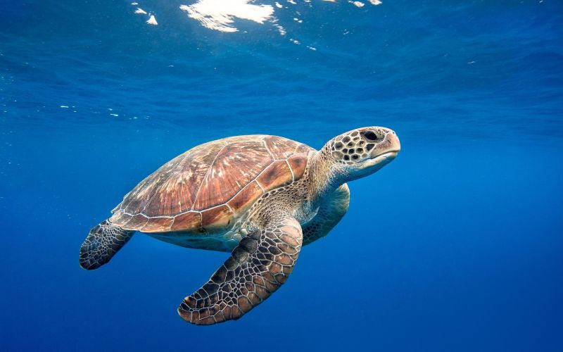 Рептилия морская черепаха 