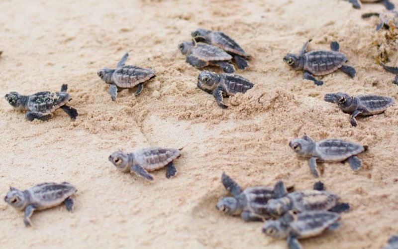 Детеныши морской черепахи 
