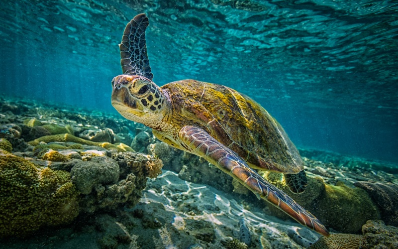 Черепаха на дне океана 