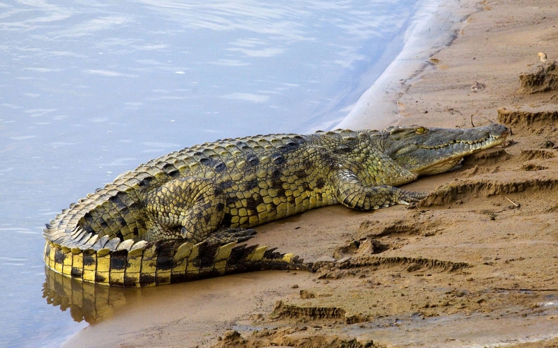 Рептилия нильский крокодил 