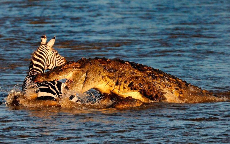 Нильский крокодил на охоте 
