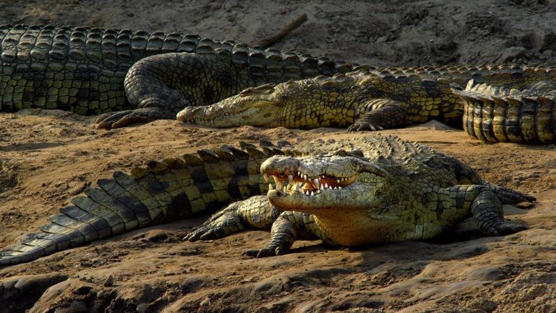 Много крокодилов 