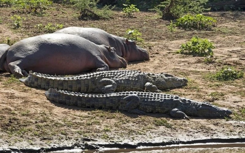 Крокодилы и бегемоты 