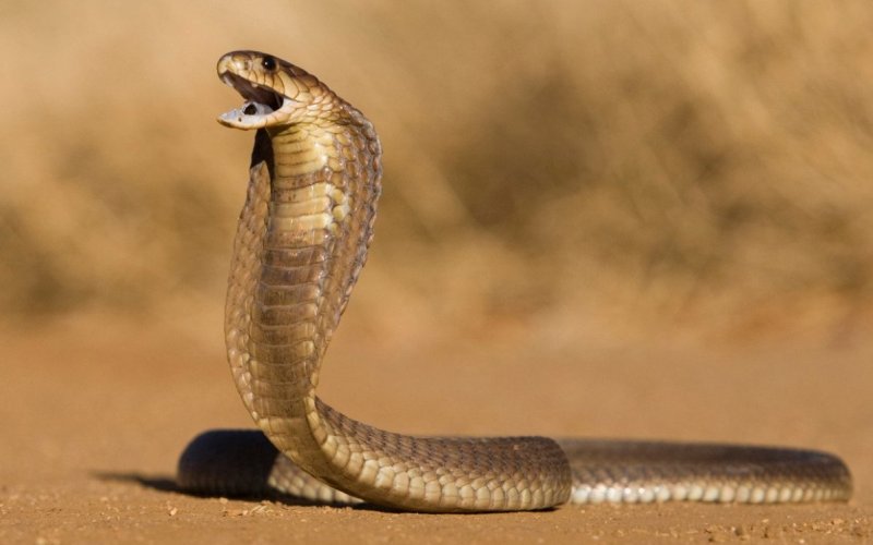 Рептилия очковая змея 