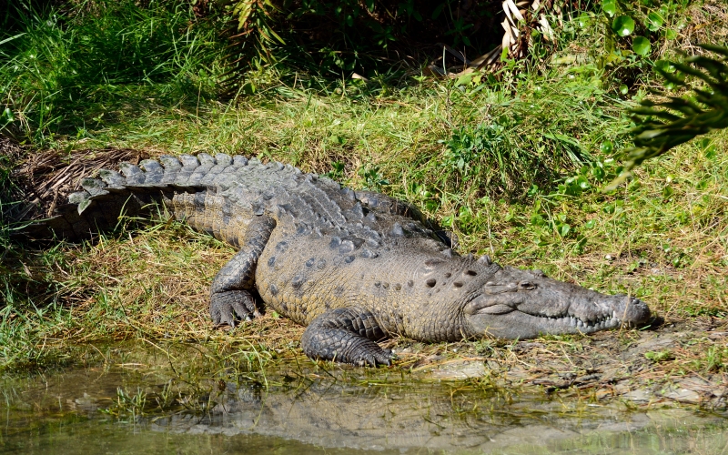Рептилия острорылый крокодил 