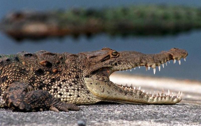Голова крокодила 