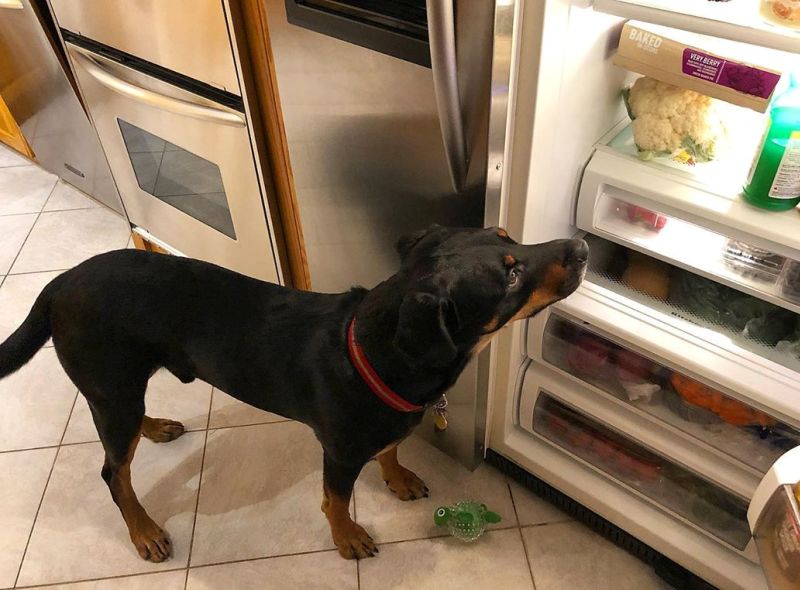 Пес у холодильника