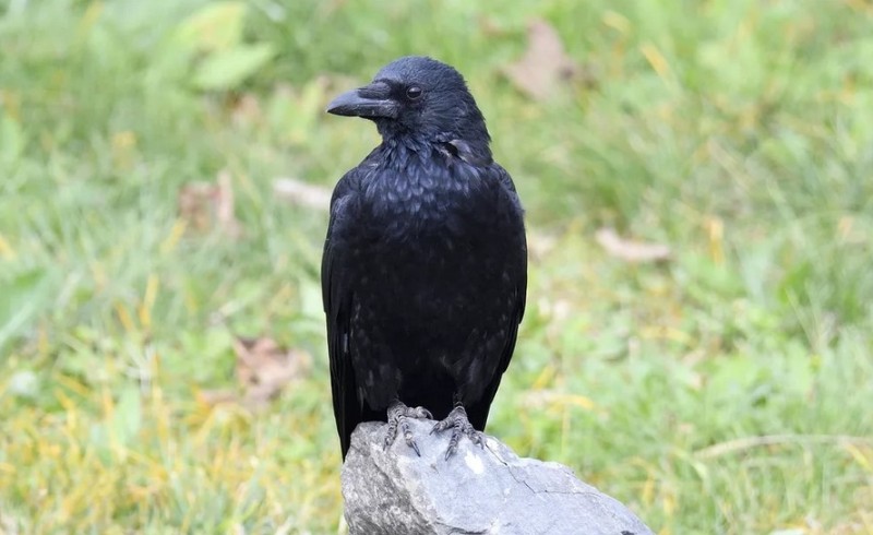Восточная черная ворона