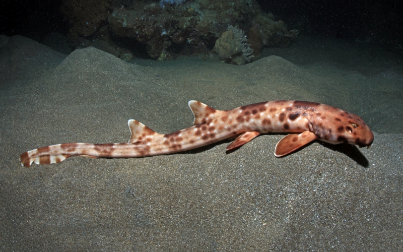 Акула Hemiscyllium halmahera