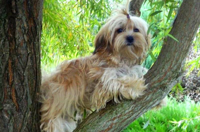 Собачка на дереве