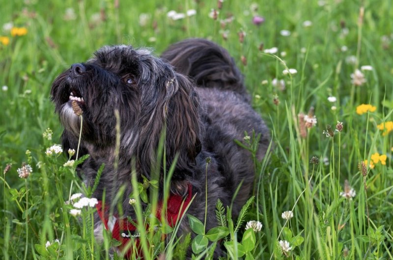 Собачка в траве