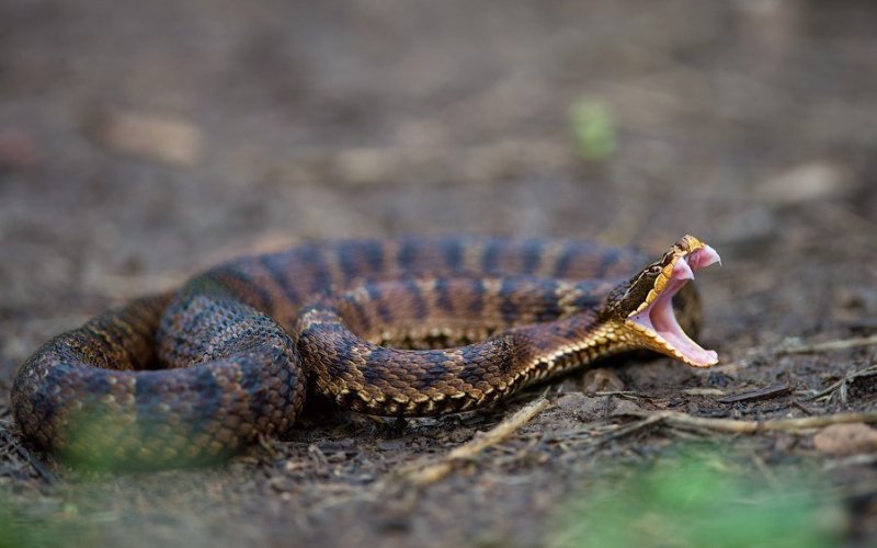 Опасные клыки змеи 