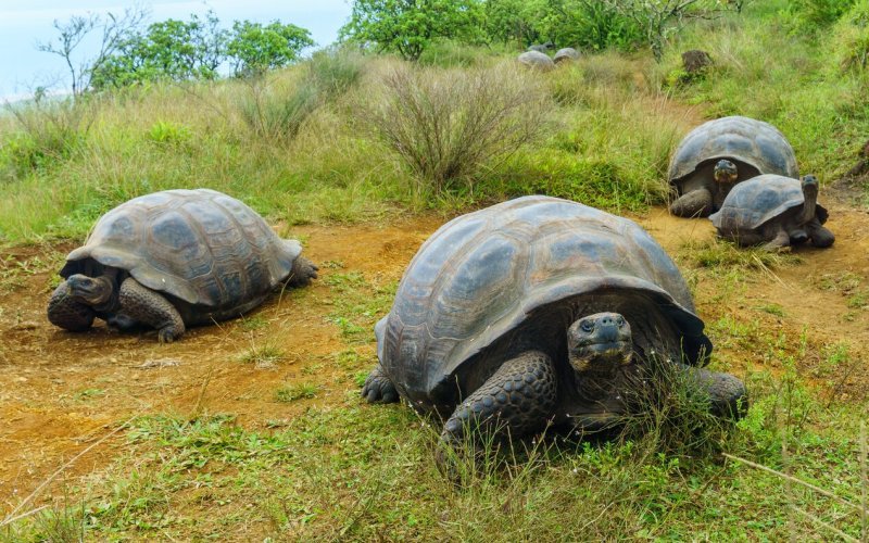 Галапагосские гигантские черепахи на земле