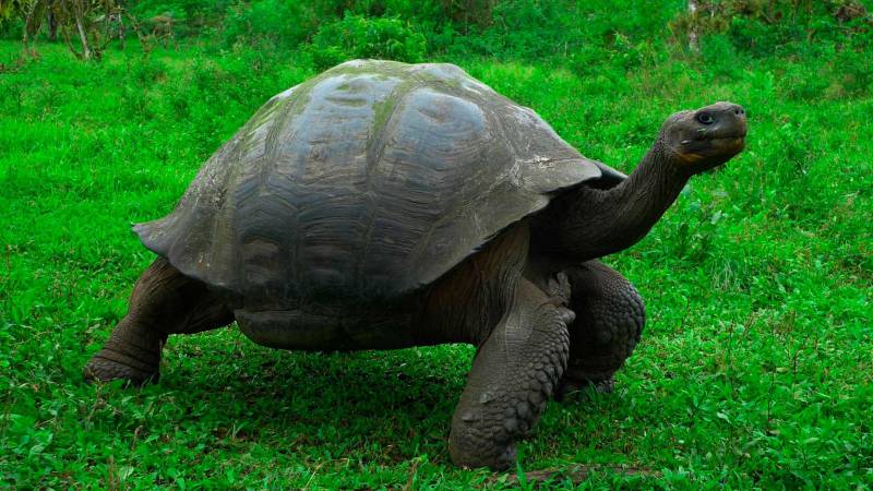 Рептилия галапагосская слоновая черепаха 