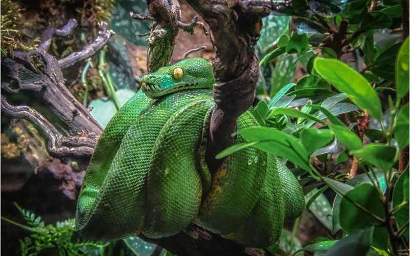 Зеленая змея 