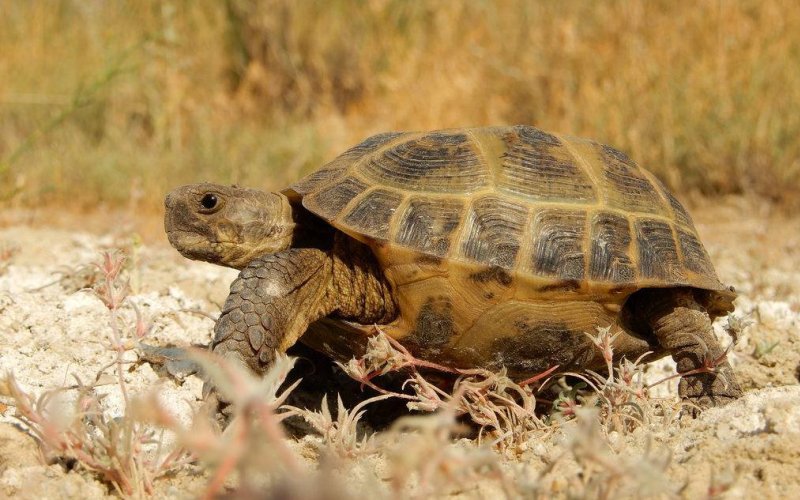 Рептилия среднеазиатская черепаха 