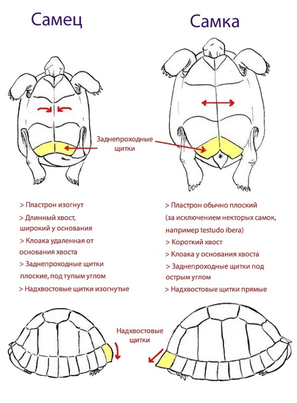 Определение пола черепахи