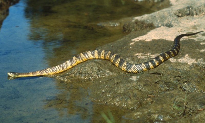 Тигровая змея в воде 