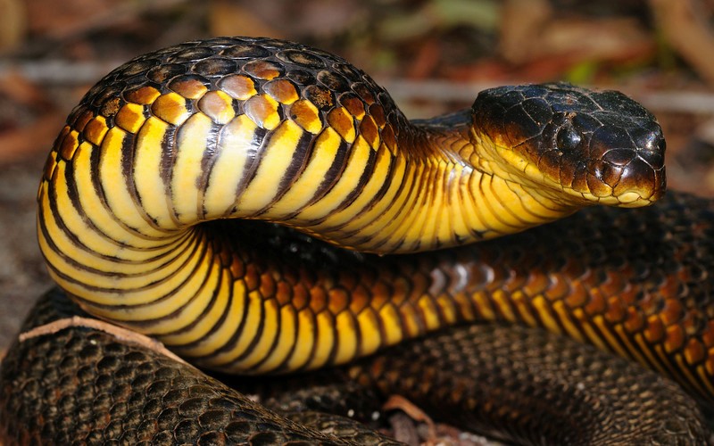 Змея из Австралии 