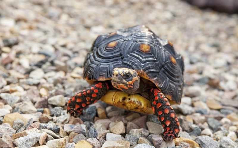 Рептилия угольная черепаха 