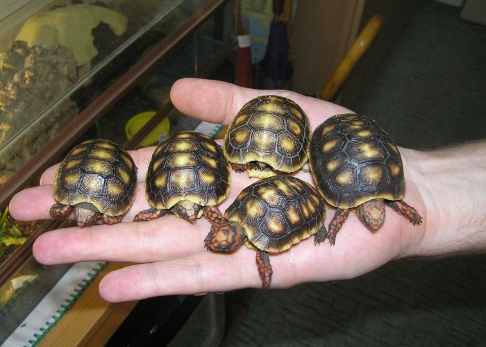Черепахи на руке 