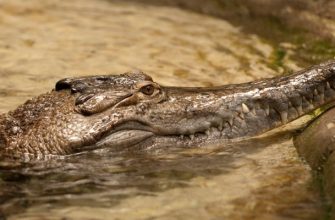 Африканский узкорылый крокодил