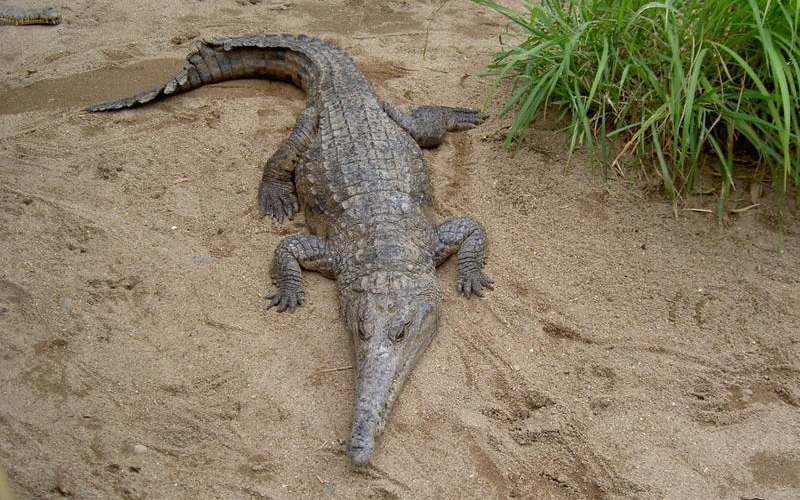 Рептилия африканский узкорылый крокодил 