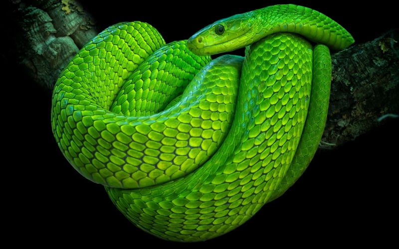 Змея зеленая мамба 