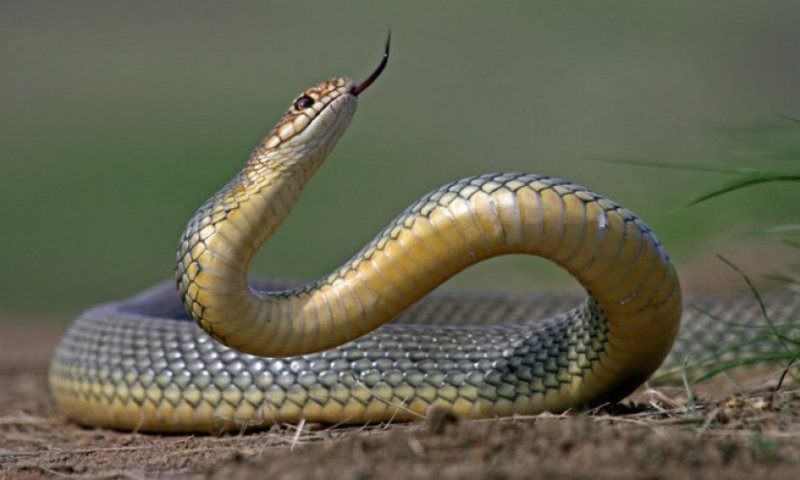 Агрессивная змея 