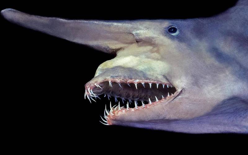 Голова акулы-гоблин 