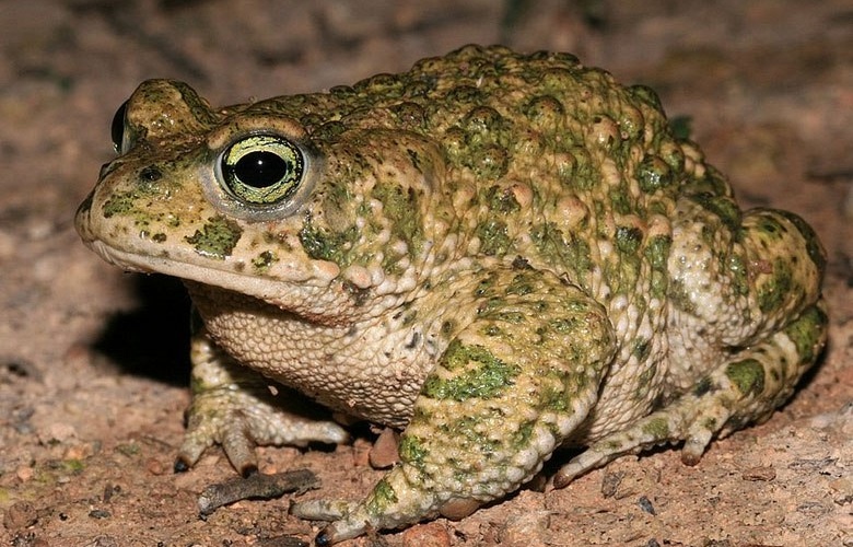 Амфибия камышовая жаба 