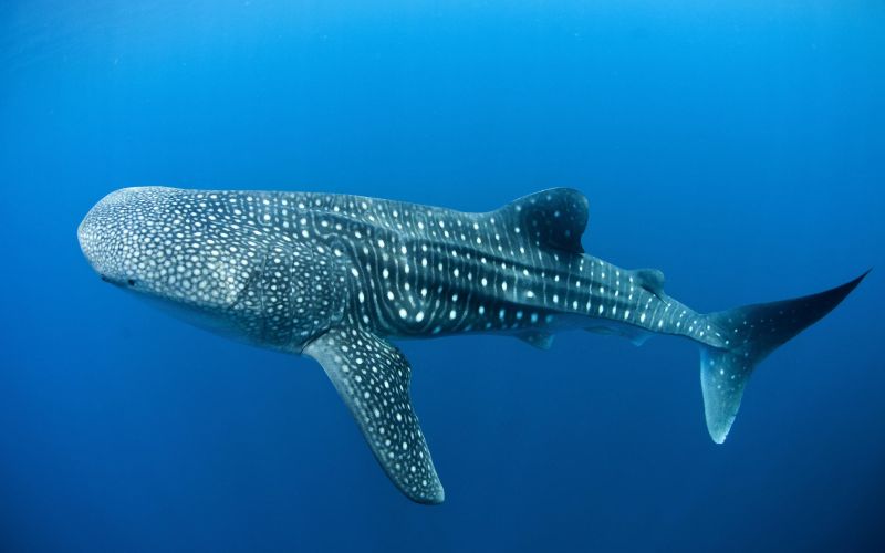 Большая китовая акула 
