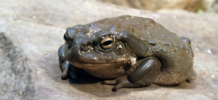Галлюциногенная колорадская жаба