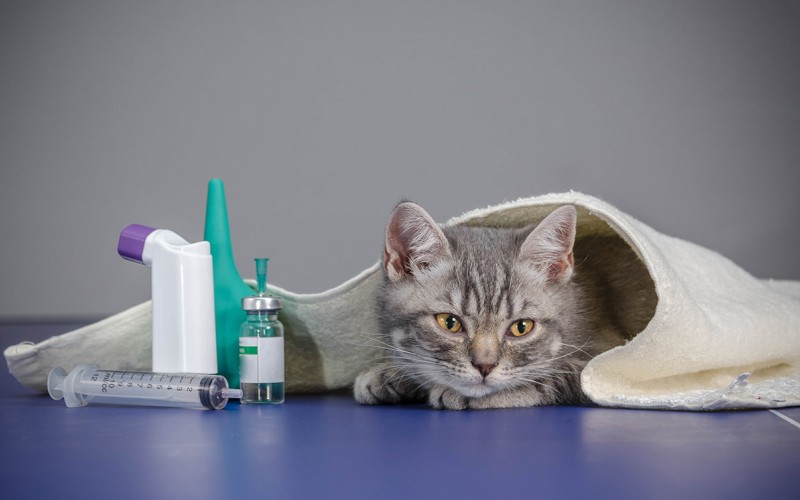 Лекарства и котенок 