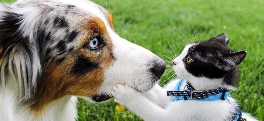 Отношения кошек и собак