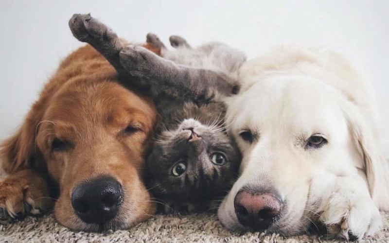 Кошка дружит с собаками 