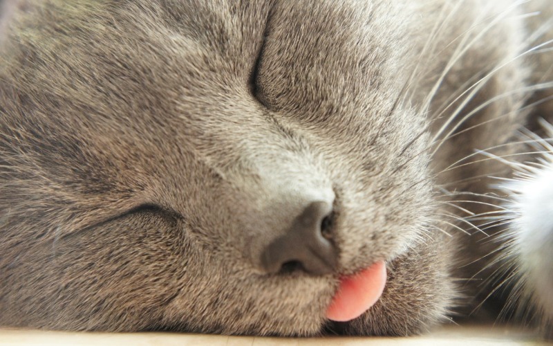 Кот высунул язык во время сна 