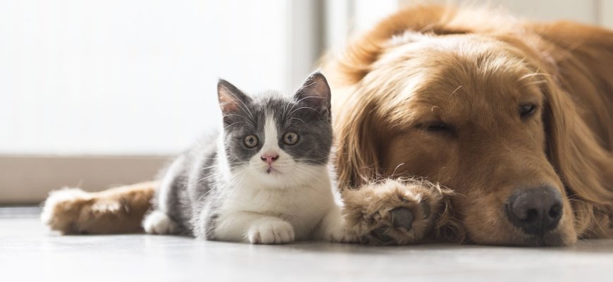 Гигиена кошек и собак