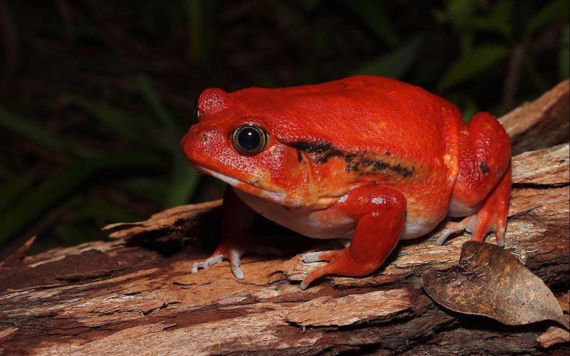 Африканская красная жаба