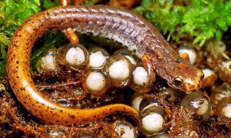 Яйца лесной саламандры 