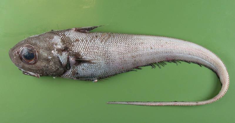 Рыба макрурус 