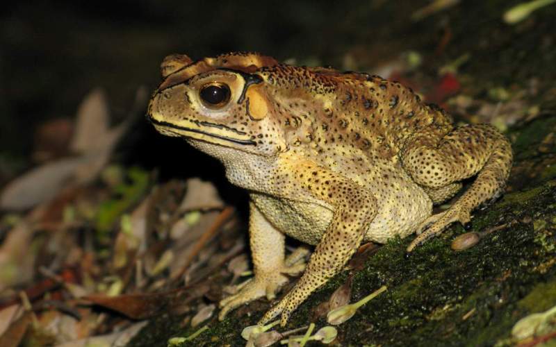 Амфибия малайская жаба 