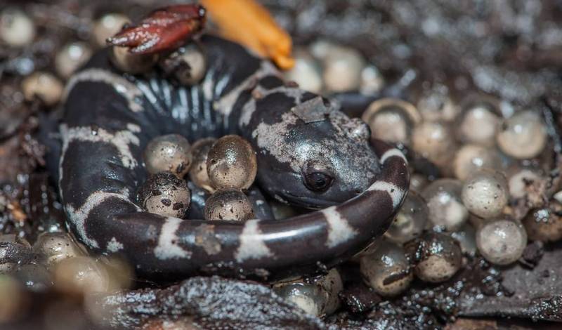 Яйца мраморной саламандры 