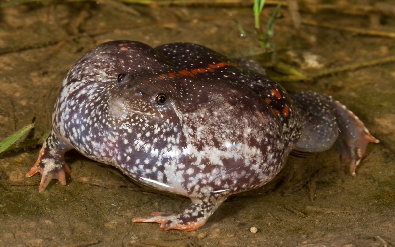 Амфибия носатая жаба 