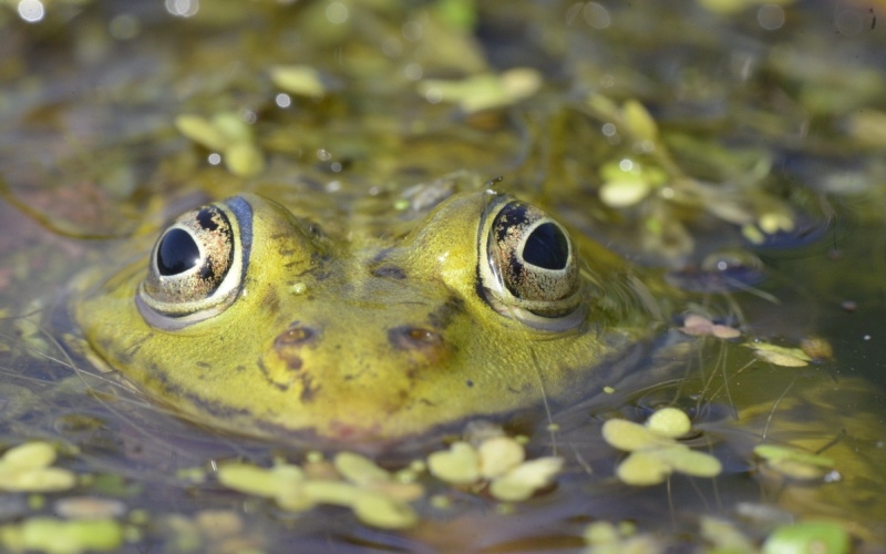 Глаза озерной лягушки 